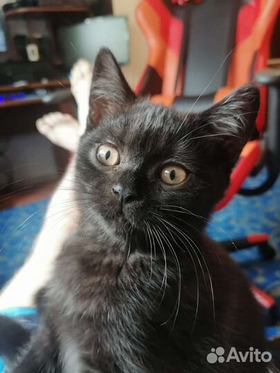 Британский мальчик с паспортом