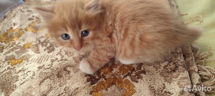 Котята в добрые руки бесплатно