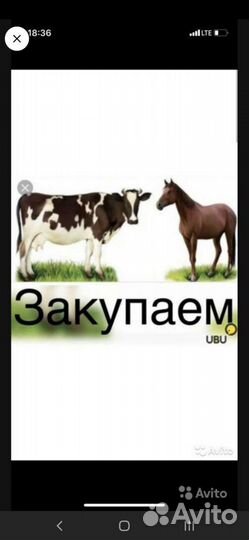 Крс в любом количистве