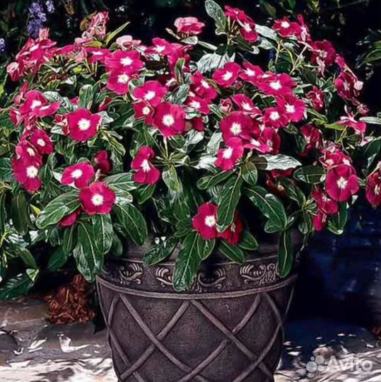 Катарантус