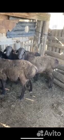 Племенные бараны