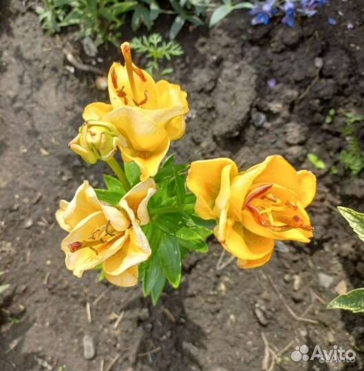 Цветы для сада многолетние