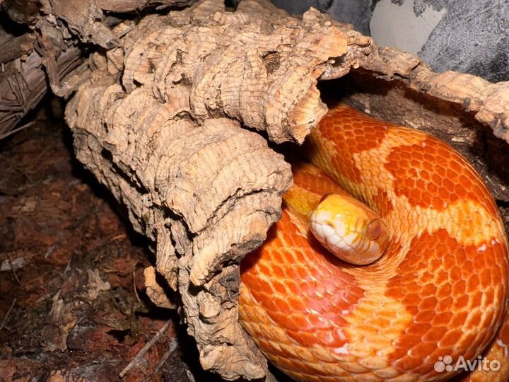 Маисовый полоз с террариумом