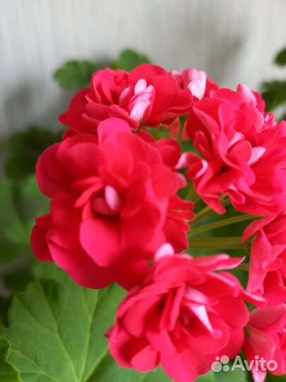 Герань пеларгония