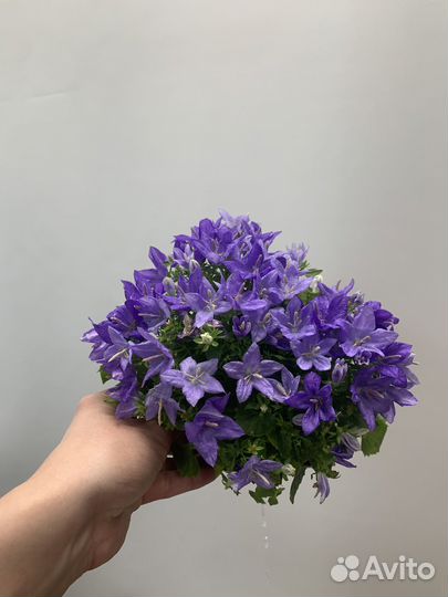 Кампанула жених и невеста
