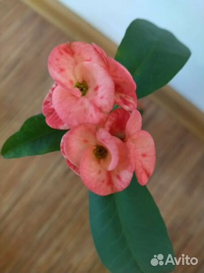 Молочай миля крупноцветковый