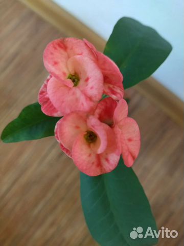 Молочай миля крупноцветковый