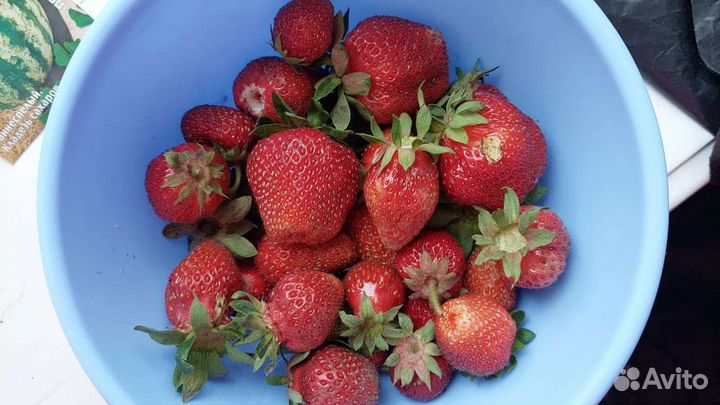 Саженцы клубники лорд