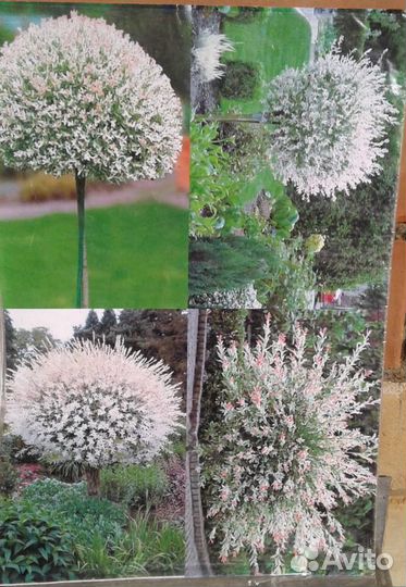 Ива Хакуро Нишики (Hakuro Nishiki)