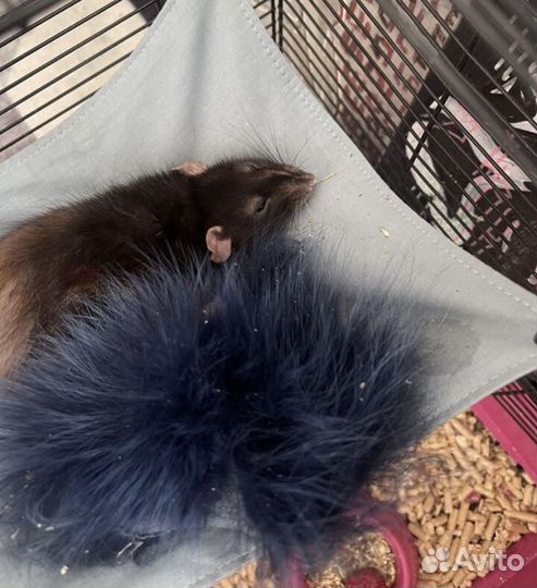 Нуждаемся в вас приют спасенных крыс