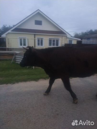 Корова телка