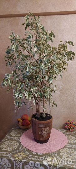 Фикус бенджамина