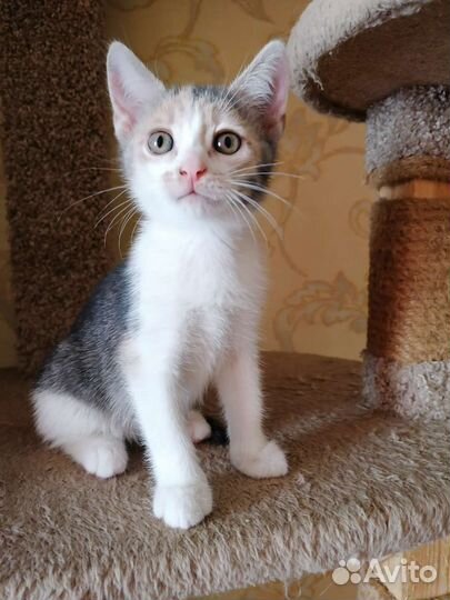 Котята в добрые руки бесплатно