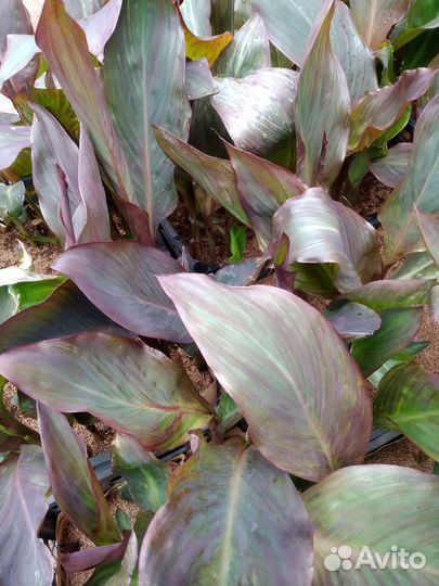 Цветы канны