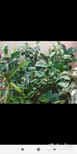 Фикусы в Читинскую доставка