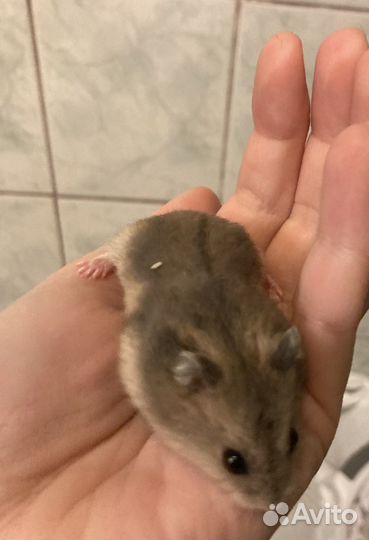 Джунгарские хомячки малыши