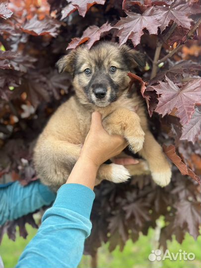 Щенок девочка 2 мес доставка бесплатно по области
