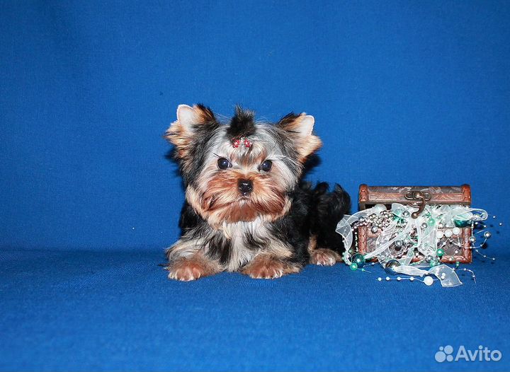 Четырехмесячный мальчик - красавчик