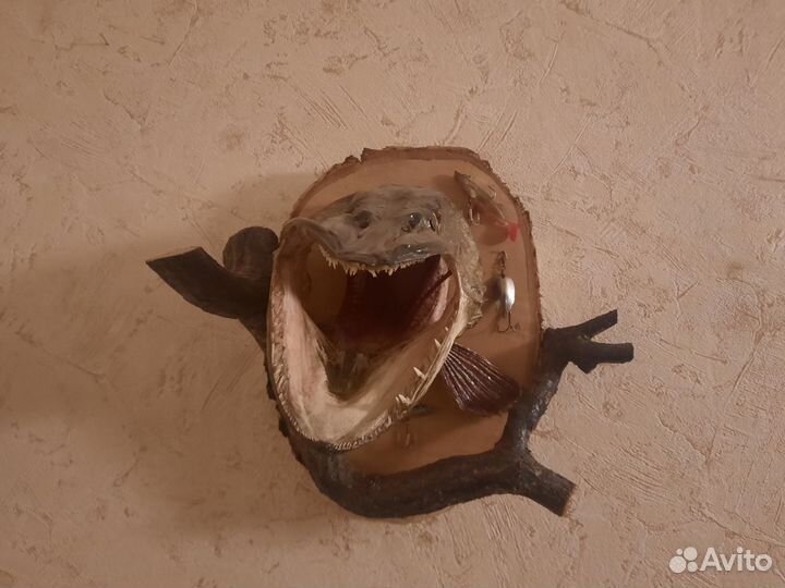 Чучело рыбы