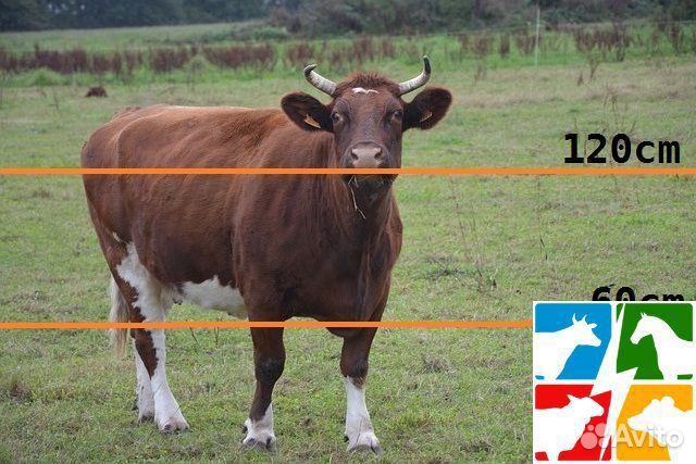 Электропастух