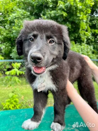 Щенок в добрые руки бесплатно