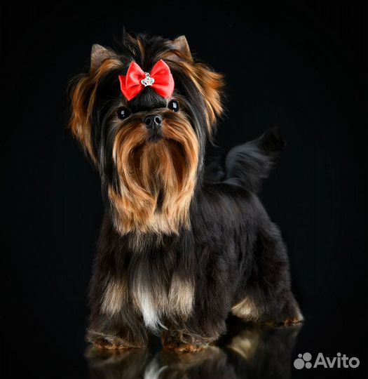 Йоркширский терьер вязка суперМини супер курносый