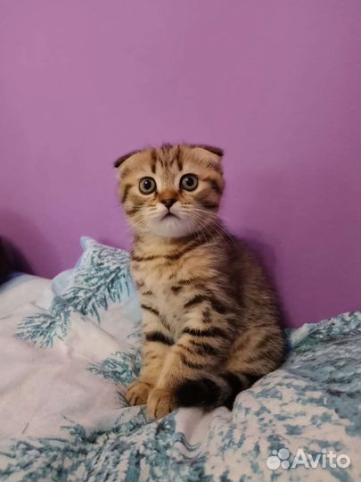 Шотландский вислоухий котёнок