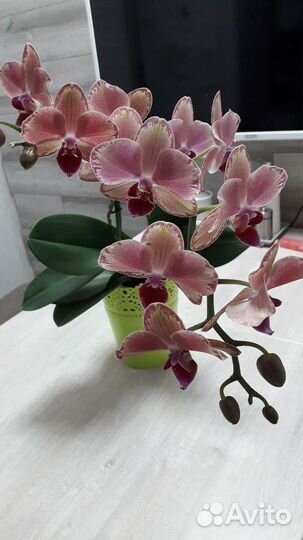 Орхидея фаленопсис пират пикотти