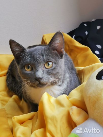 Кошечка котенок