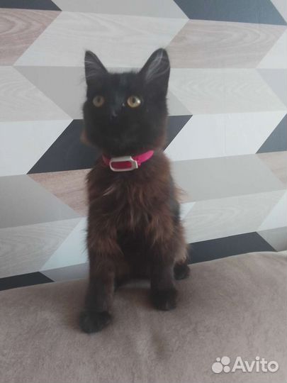 Котёнок