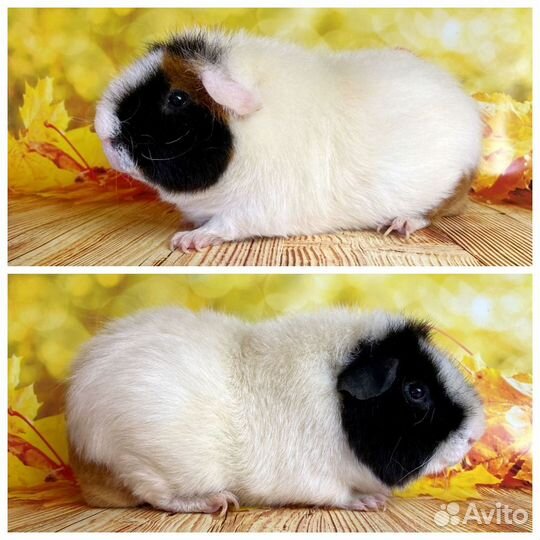 Морские свинки Америк.Тедди(самцы)