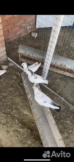 Голуби Армянские