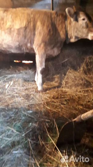 Телка от высокоудойной коровы