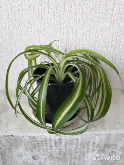 Хлорофитум кудрявый