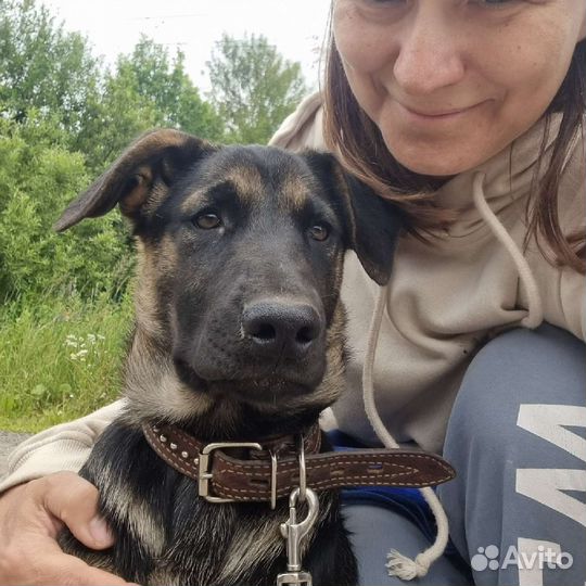 Умнейший говорящий щенок в добрые руки