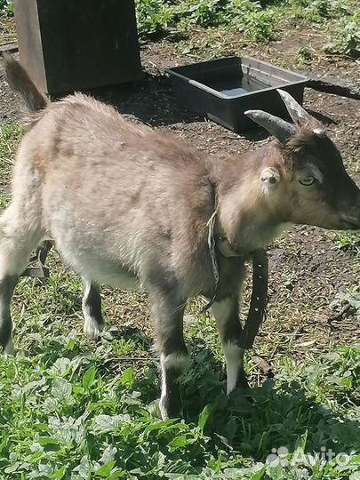 Козлики ламанча 100