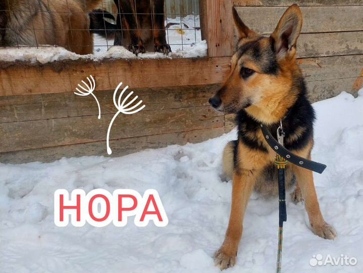 Нюра около 7 месяцев