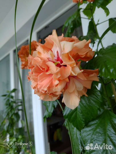 Гибискус (черенки на срез для укоренения)