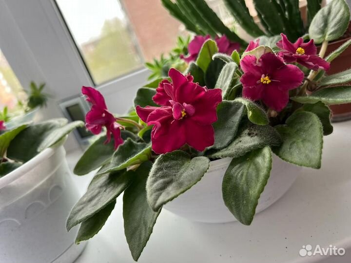 Цветы фиалки