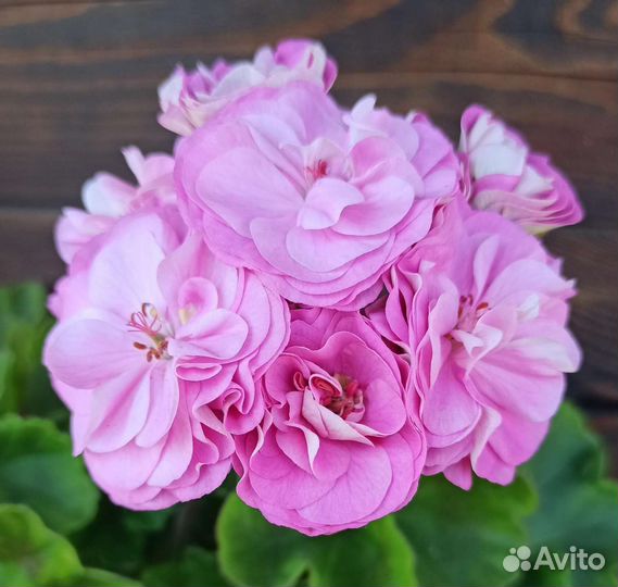 Пеларгония герань