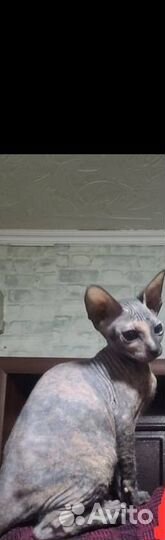 Кошка сфинкс