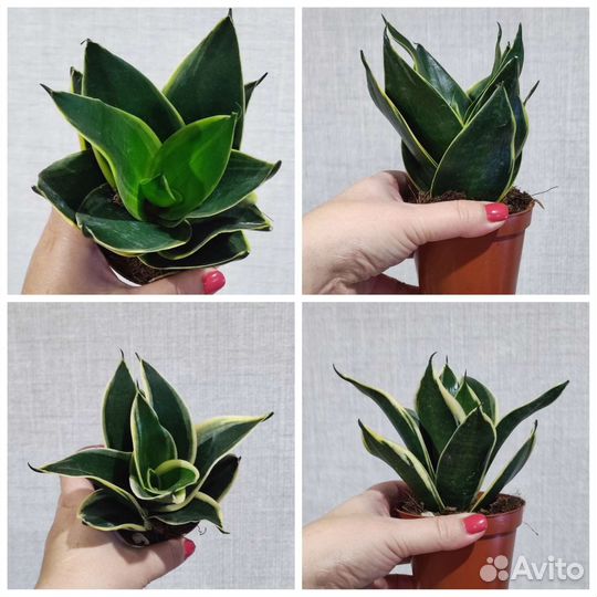 Сансевиерия ханни разных сотов