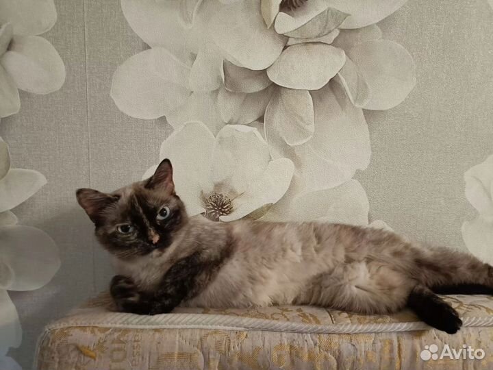 Кошечка в добрые руки
