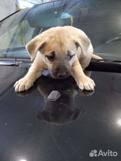 Щенок девочка стафф в добрые руки, бесплатно