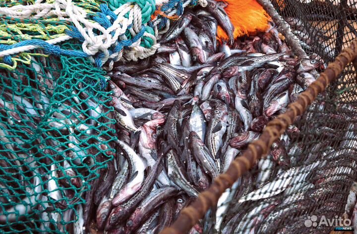 Инвестиции в рыбодобывающую продукцию