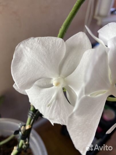 Орхидея фаленопсис