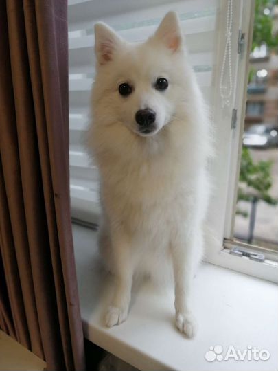 Японский шпиц вязка