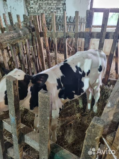 Телята бычки