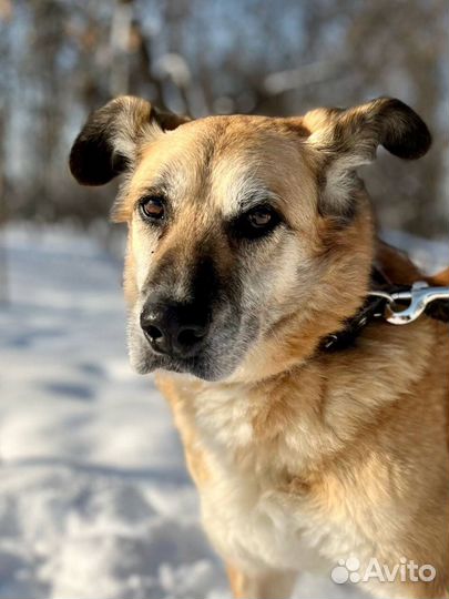 Собака не хочет сидеть в тесной клетке