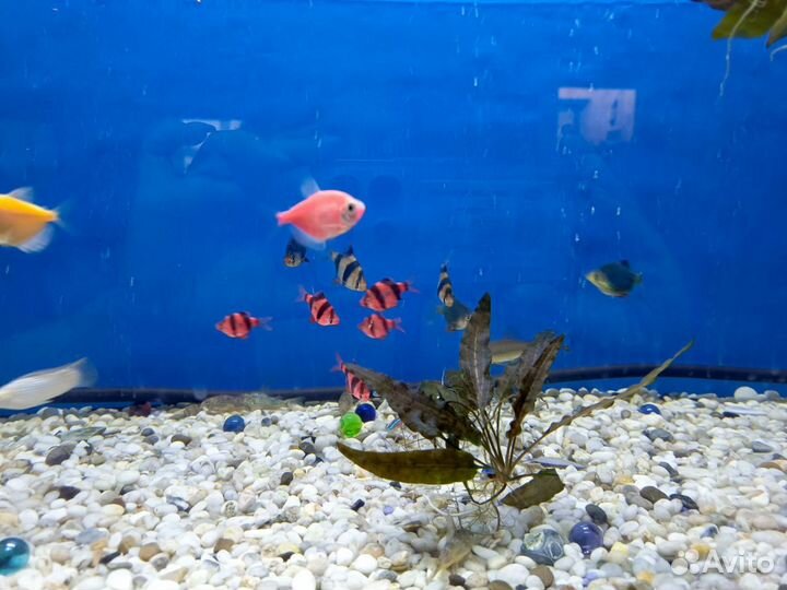 Аквариумные рыбки и растения (полностью аквариум)